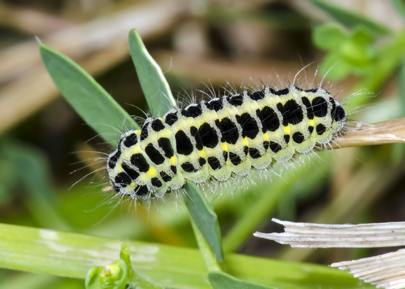 Bruco - Zygaena (Zygaena) filipendulae